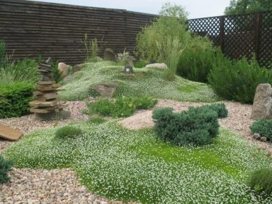 Озеленение участков в засушливом климате: что посадить вместо капризного газона