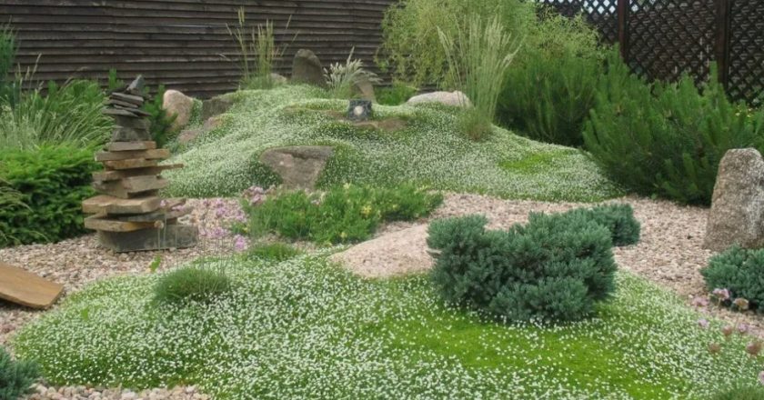 Озеленение участков в засушливом климате: что посадить вместо капризного газона